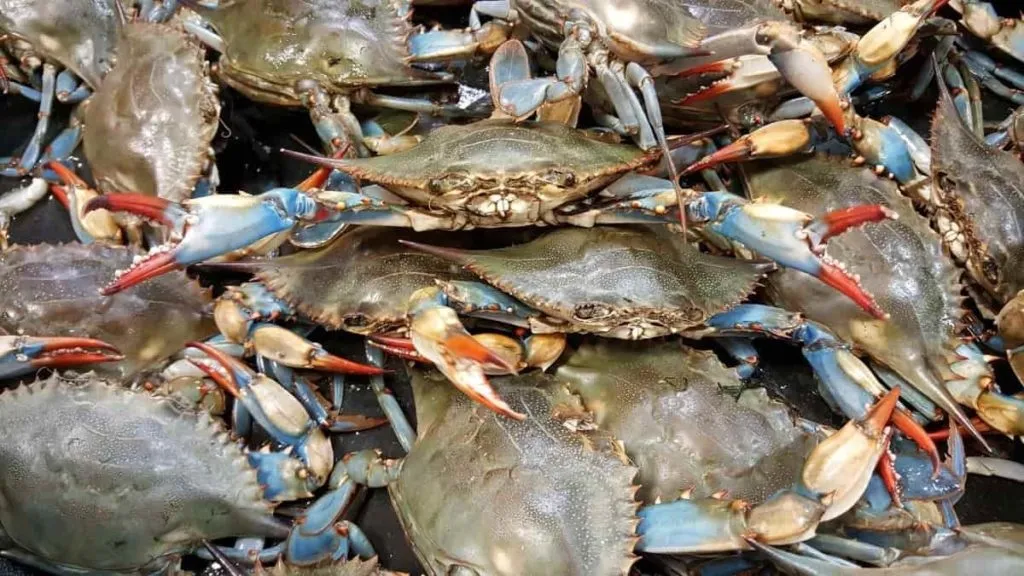 Odisha's first crab production center will be built in Paradeep